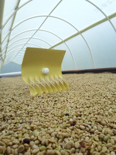 Rastrillo para Secado de Café - Imagen 3