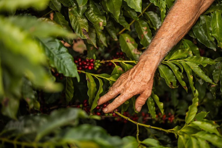 An elderly hand gently picks ripe