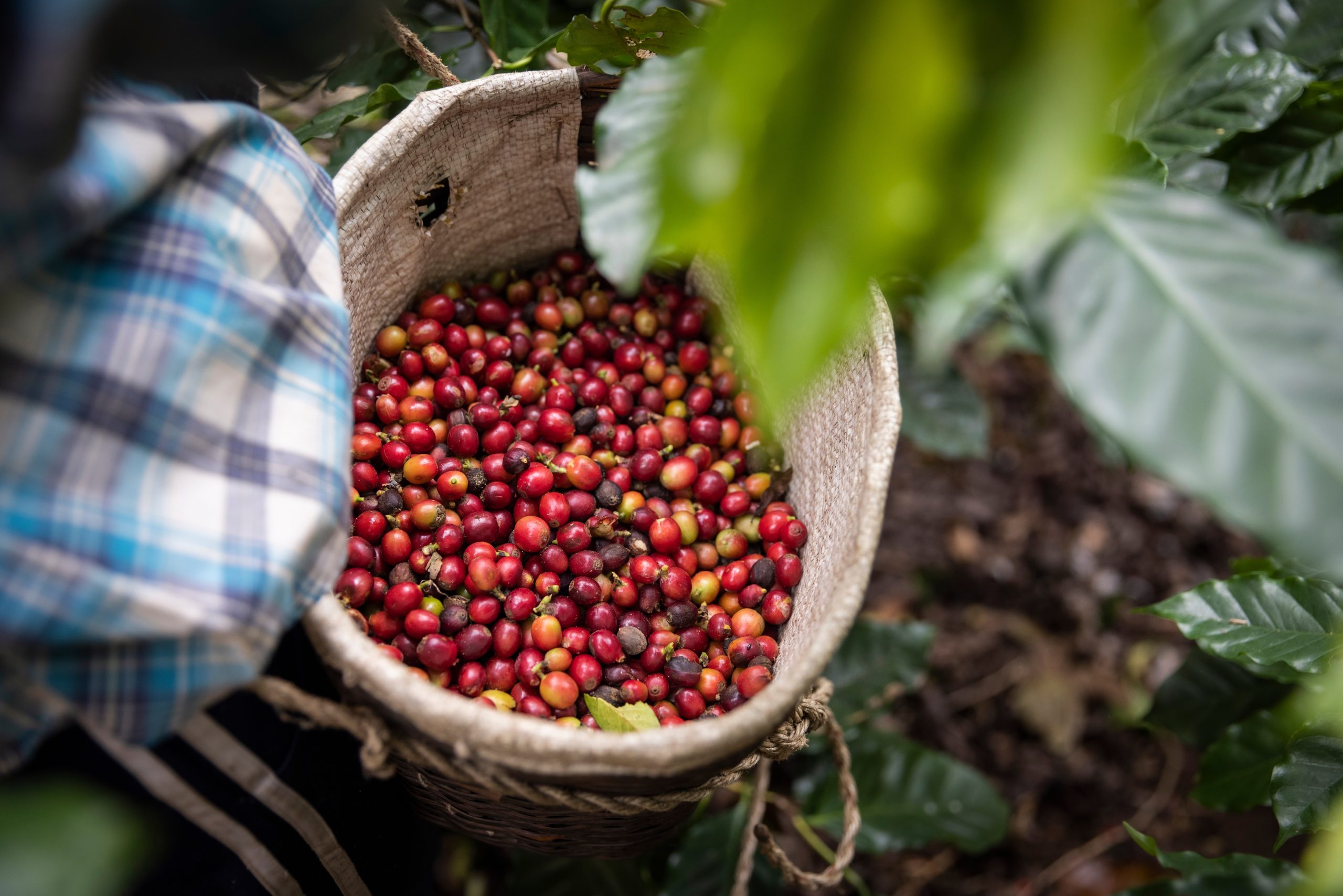 Agrocafé Agroinsumos para el campo, su mano amiga en el campo