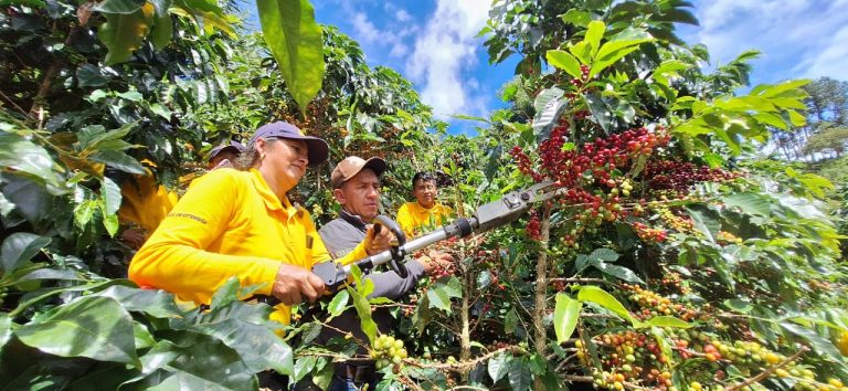 Demostración del método de cosecha asistida de café con extensionistas del Cauca